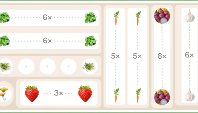 Schema für Fruchtfolge nach Zwiebeln: Salat, Karotten, Erdbeeren, Knoblauch und Ringelblumen.