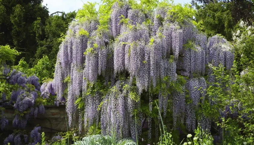 Obficie kwitnąca wisteria w kolorze fioletowym, tworząca kaskady kwiatów. To piękny widok, kiedy wisteria kwitnie wiosną.