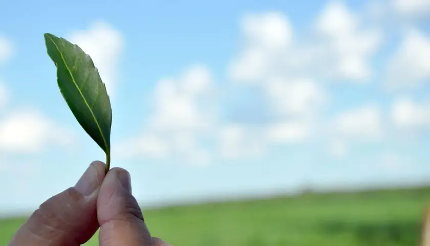 Zielony listek, symbol tego, skąd pochodzi yerba mate – Ameryka Południowa.