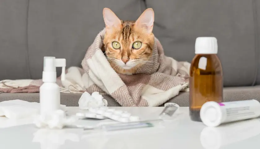 Gato con manta, rodeado de medicinas. Su mirada refleja la preocupación por la esperanza de vida de gato con edema pulmonar.