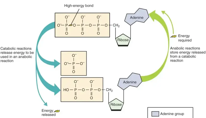 Cykl ATP/ADP: ATP (adenozynotrifosforan) uwalnia energię, stając się ADP (adenozynodifosforan). Reakcje anaboliczne zużywają energię do przekształcenia ADP z powrotem w ATP.