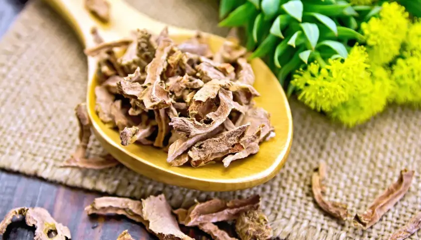 Radice di Rhodiola Rosea essiccata su un cucchiaio di legno. Informarsi sulle controindicazioni prima dell'uso.