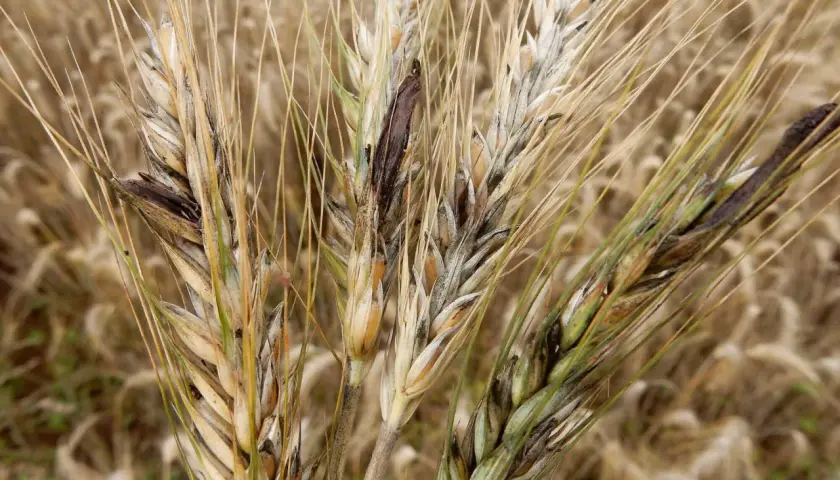 Nahaufnahme von Roggenähren mit dunklen Mutterkorn-Sclerotien, die die Körner ersetzen.