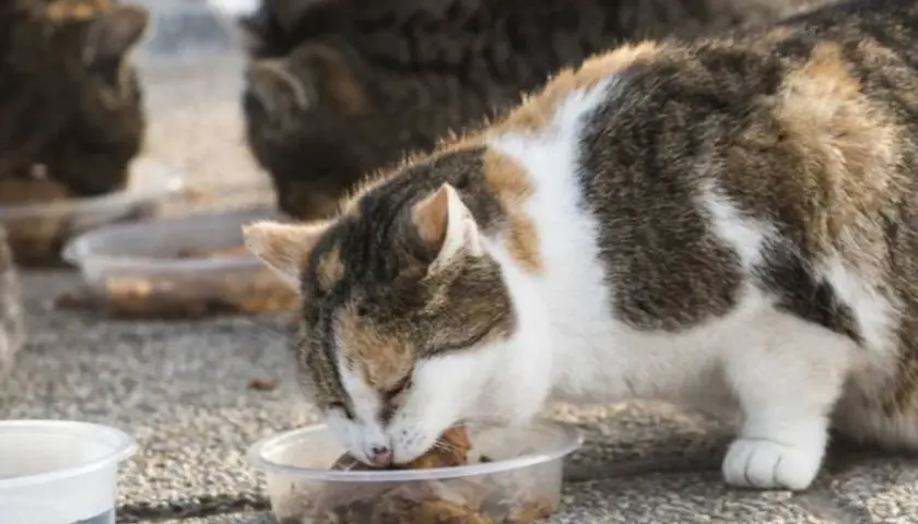 Gatos callejeros comiendo en recipientes. Se ve un gato tricolor comiendo con avidez, mientras otros gatos se alimentan al fondo.