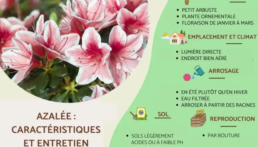 Gros plan sur des azalées roses et blanches, parfaites pour un sol de terre de bruyère. Guide d'entretien et caractéristiques.