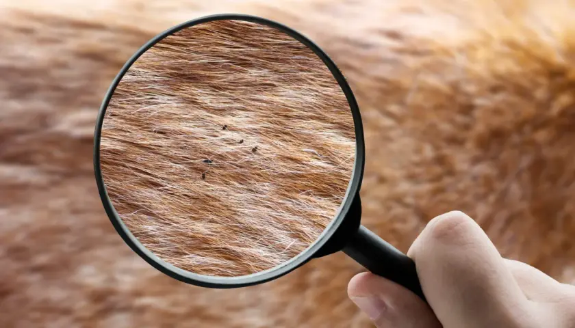 Ingrandimento della pelliccia di un cane rivela insetti piccolissimi neri che si muovono tra i peli.