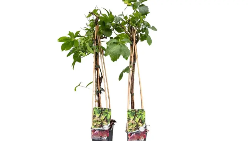 Dos plantas de parra virgen en maceta, con tutores de bambú y etiquetas que muestran sus hojas verdes y rojizas.