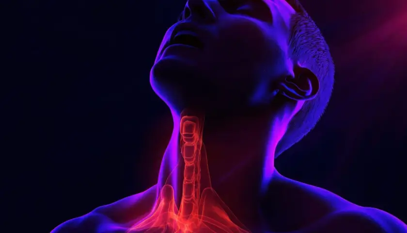 Anatomical visualization of the larynx, highlighting the trachea and vocal cords. Czy polip krtani to rak?