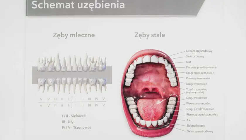 Schemat uzębienia pokazuje siekacze u człowieka, zarówno mleczne, jak i stałe, wraz z innymi zębami.