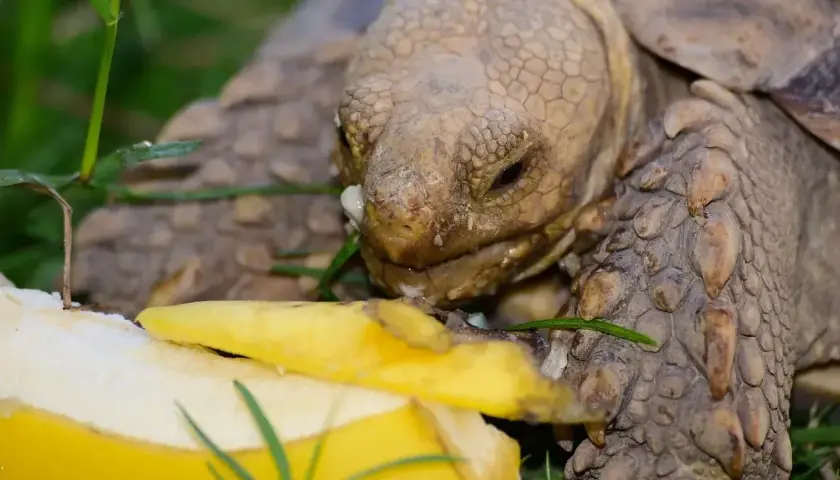 Żółw zajada się bananem. Widać, co jedzą żółwie, gdy mają dostęp do owoców.