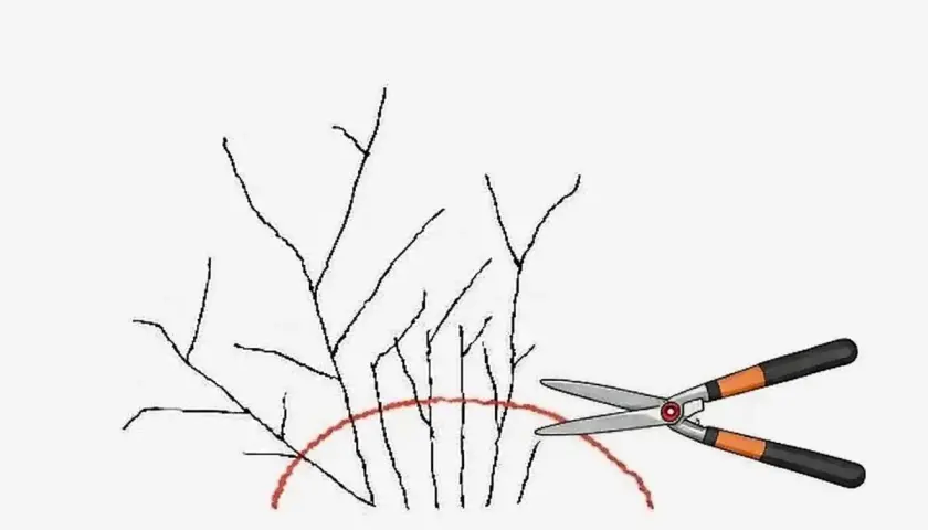 Ilustracja pokazuje nożyce ogrodnicze gotowe do cięcia gałązek tawuły japońskiej, zaznaczonych czerwoną linią.