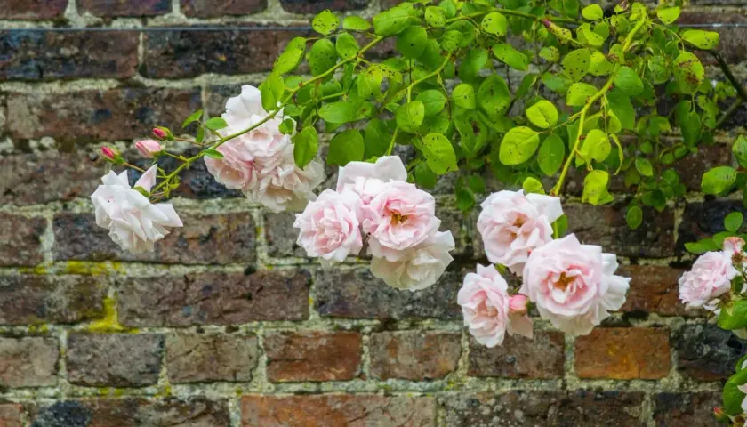 Rosa 'New Dawn' klättrar mot en gammal tegelvägg. Dessa tåliga rosor zon 5 blommar rikligt med ljust rosa blommor.