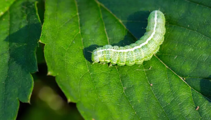 Un verde bruco mangia foglie su una foglia rigogliosa, con la luce del sole che ne illumina il corpo segmentato.