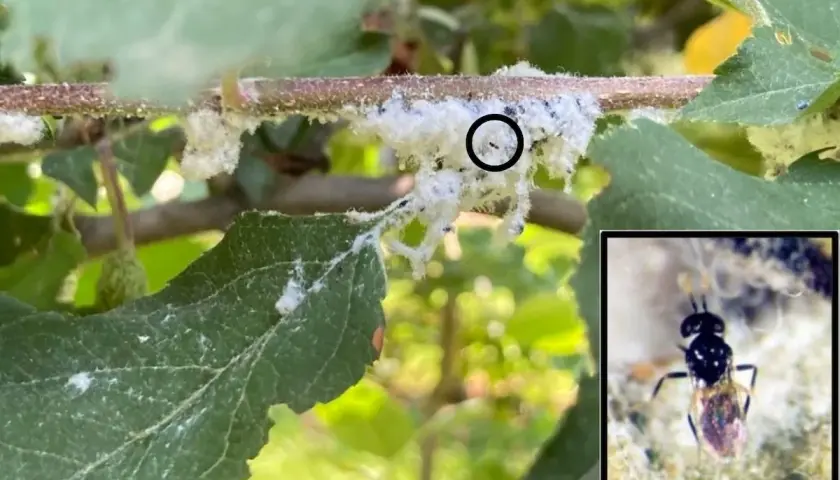Un ramo d'albero coperto da lanugine bianca, tipica dell'afide lanigero. Un insetto parassitoide, nemico naturale dell'afide lanigero, è evidenziato in un riquadro.