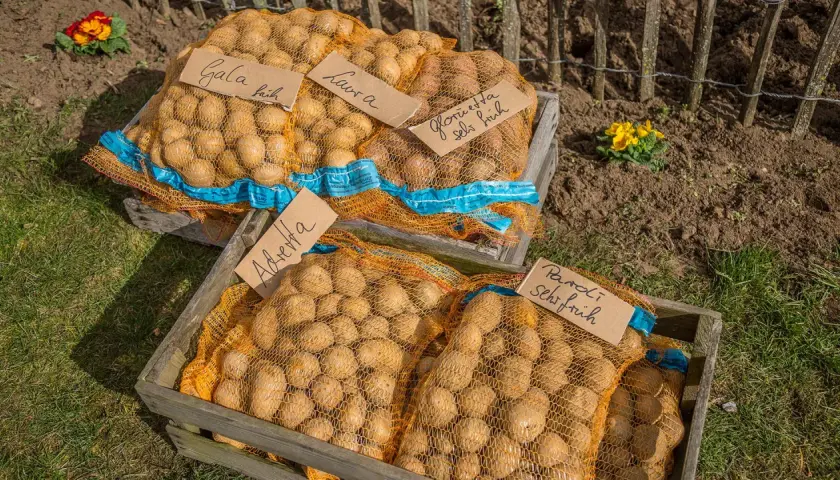 Säcke mit Kartoffeln der Sorten Gala, Laura, Glorietta, Adretta und Paroli liegen bereit. Man kann jetzt noch Kartoffeln pflanzen!