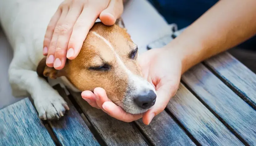 Sanfte Hände streicheln einen Hund, der nach einem Schlaganfall Ruhe braucht.