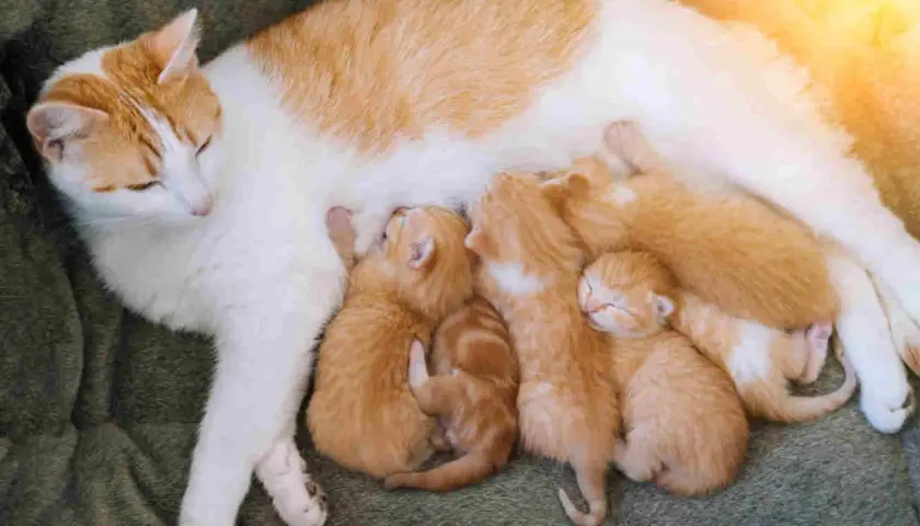 Chatte blanche et rousse, mère attentive, allaite ses chatons. Ce comportement maternel est typique d'une chatte enceinte et nourricière.