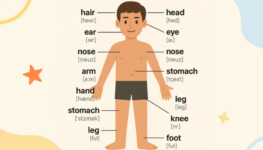 Chłopiec z etykietami części ciała po angielsku: hair, ear, nose, arm, hand, stomach, leg, head, eye, leg, knee, foot. Nauka części mowy po angielsku.