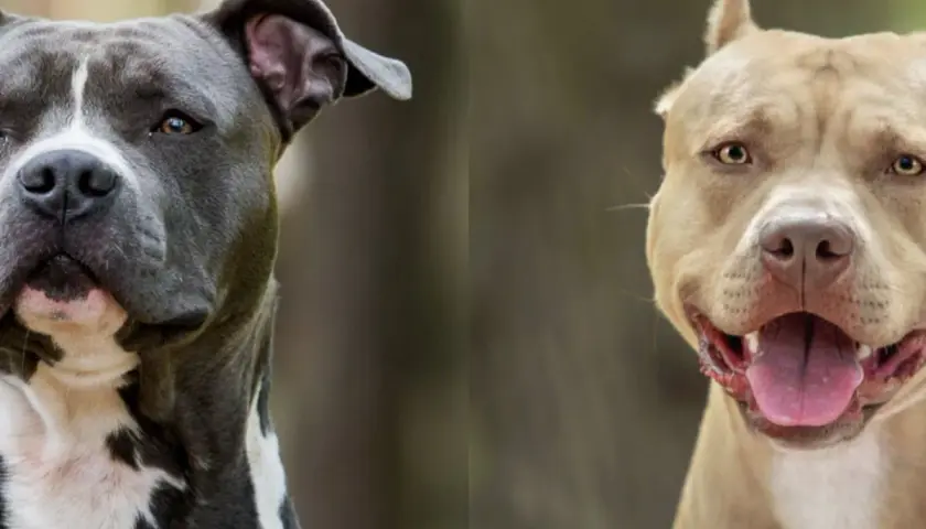 Dwa psy rasy pitbull, jeden szary z białymi znaczeniami, drugi beżowy, patrzą w obiektyw.