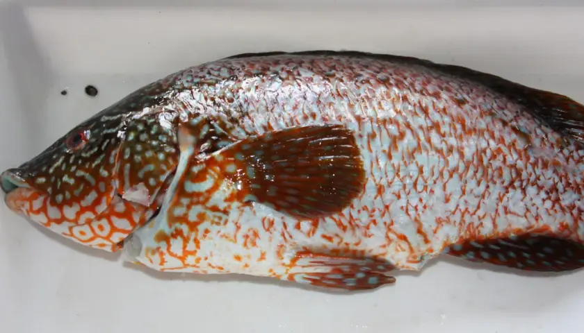 Un pinto pez con escamas iridiscentes y manchas naranjas y azules descansa en una bandeja blanca.