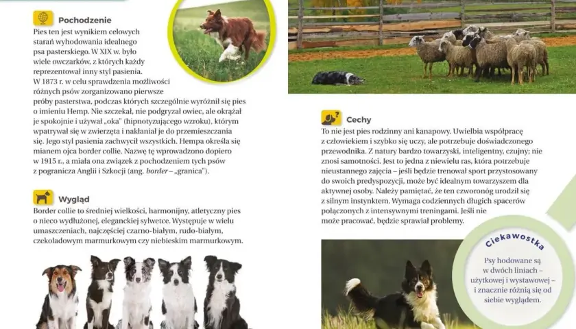 Atlas psów dla dzieci: Książki i aplikacje wybierz najlepszy!