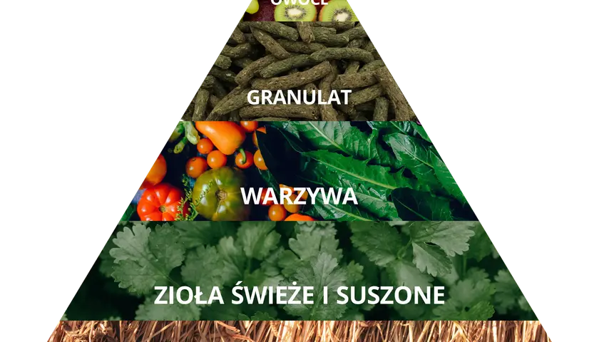 Co może jeść królik miniaturka? Kompletny poradnik żywienia