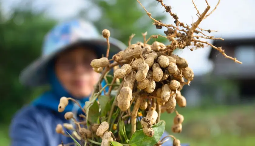 Raccolto di arachidi appena estratte dalla terra. Una persona con un cappello sullo sfondo osserva il frutto del suo lavoro.