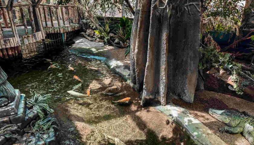 Tropicarium w Budapeszcie - Niezapomniane atrakcje i ceny biletów