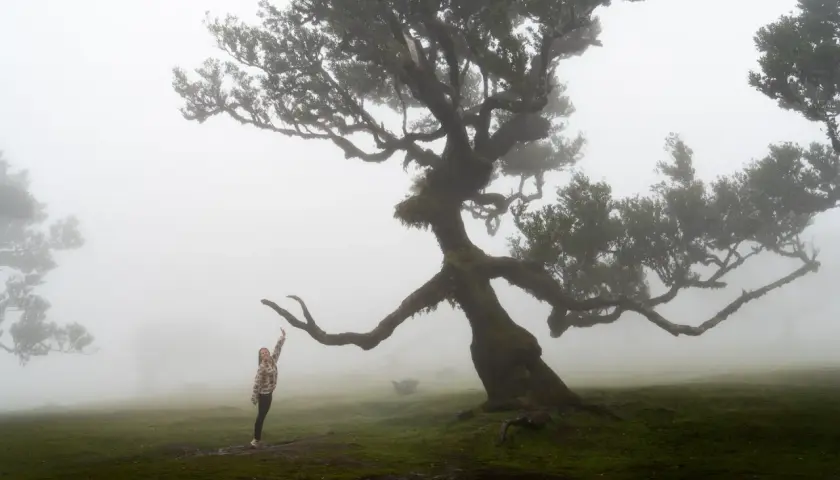 A woman reaches up to a gnarled, moss-covered tree in the misty Fanal forest.