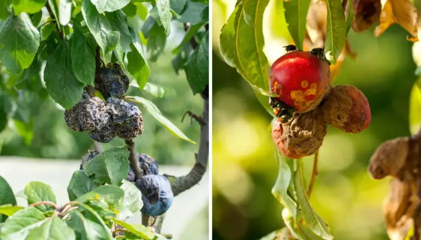 Zgnite śliwki i brzoskwinie na drzewach, objawy brunatnej zgnilizny drzew pestkowych. Muchy żerują na owocach.