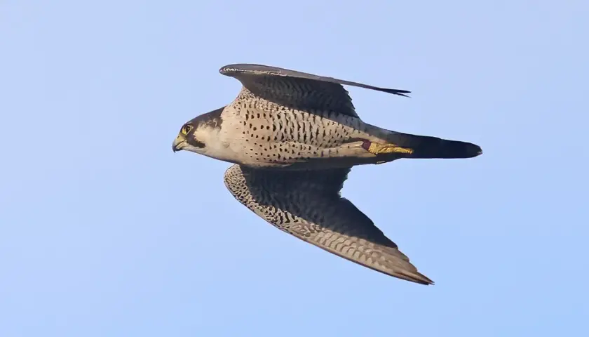 En pilgrimsfalk i Sverige svävar majestätiskt mot en klarblå himmel, dess vingar utbredda i en imponerande flykt.