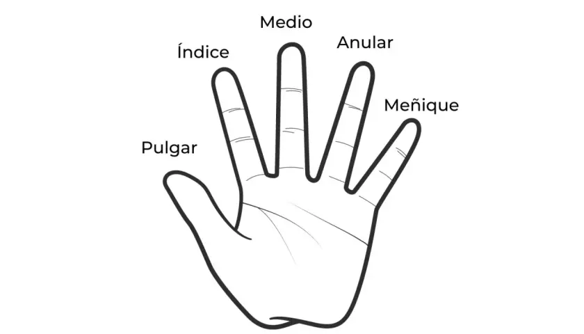 Ilustración de una mano abierta con los nombres de los dedos: Pulgar, Índice, Medio, Anular y Meñique. Explora el significado de los anillos en cada dedo.