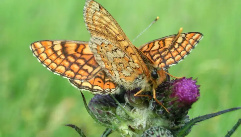 Zwei goldene Scheckenfalter ruhen auf einer Distelblüte. Ihre Flügel zeigen ein faszinierendes Muster aus Orange und Schwarz.