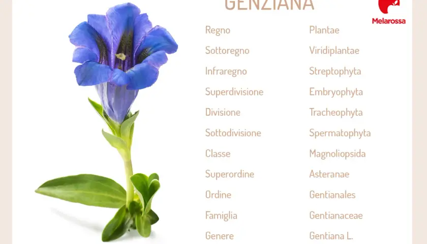 Fiore di genziana blu con classificazione botanica. Informazioni sulla genziana e le sue potenziali controindicazioni.