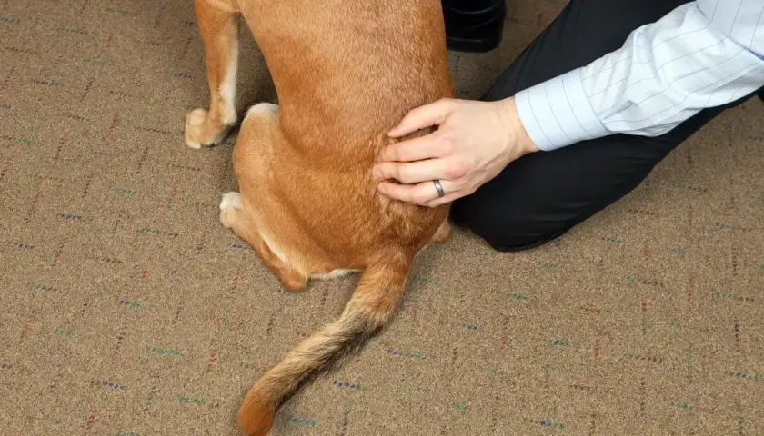 Weterynarz bada psa z podejrzeniem IVDD, delikatnie dotykając jego grzbietu.