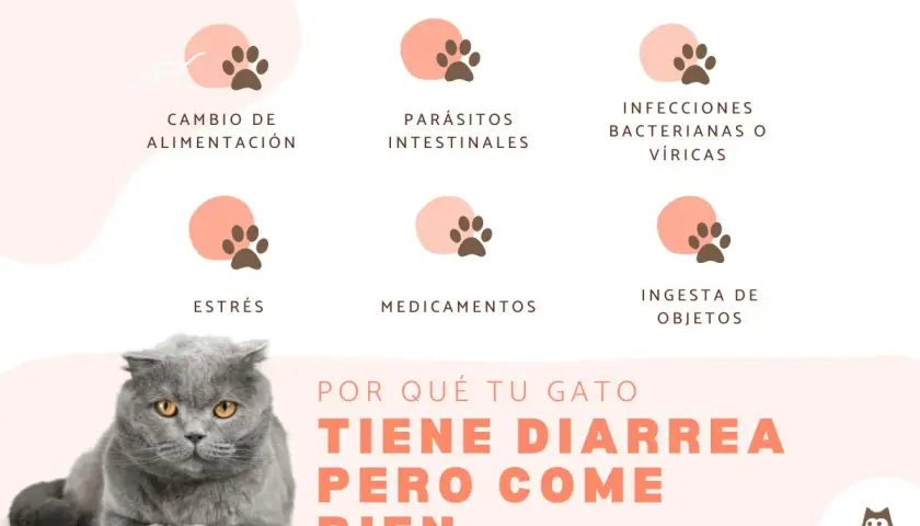 Un gato con diarrea puede morir si no se trata. La imagen muestra causas como cambio de dieta, parásitos, infecciones, estrés, medicamentos o ingesta de objetos.