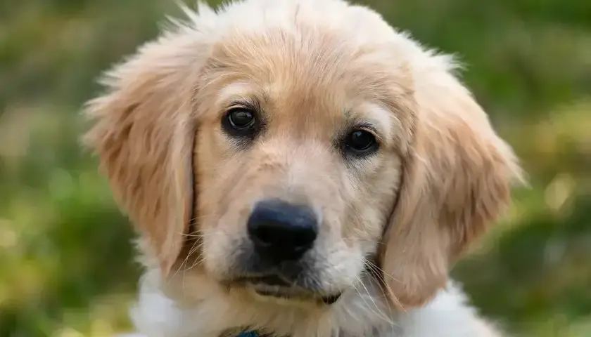 Uroczy szczeniak golden retriever z bujnymi, złotymi włosami, patrzący w obiektyw.