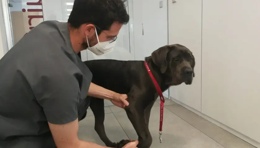 Veterinario examina a un perro grande de color oscuro que cojea de una pata delantera.