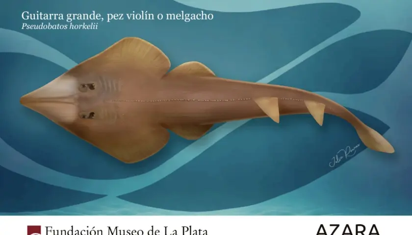 Un pez guitarra, también llamado pez violín, nada en aguas azules. Su cuerpo aplanado y alas anchas recuerdan a un instrumento musical.