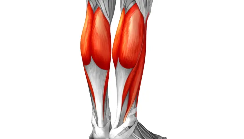 Anatomía de los gemelos de la pierna, mostrando los músculos en rojo vibrante y los tendones en blanco.