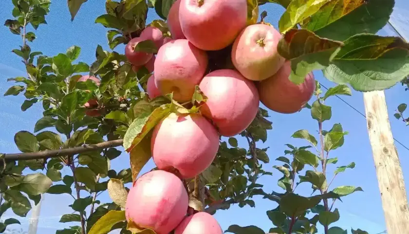 Grappe de pommes roses mûres sur un pommier, promesse d'une belle récolte. La durée de vie d'un pommier est longue, offrant des fruits année après année.