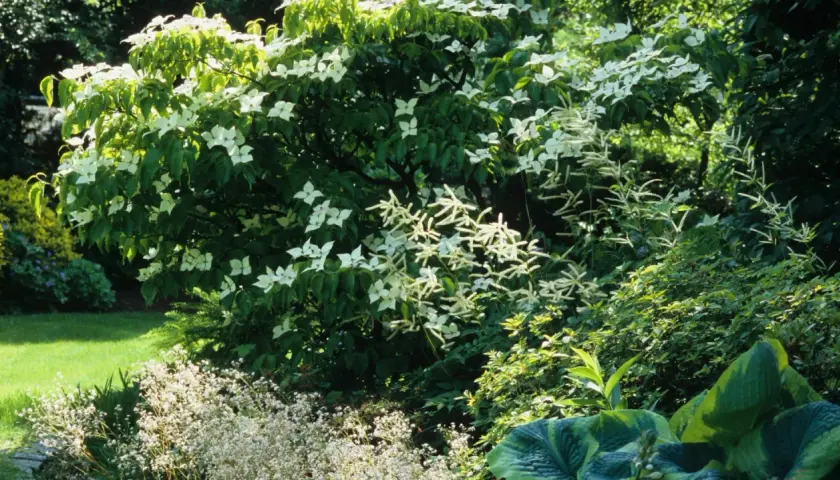 Ein üppiger Garten mit einem blühenden japanischen Hartriegel im Zentrum. Daneben wachsen zarte weiße Blütenstände und große, grüne Blätter.