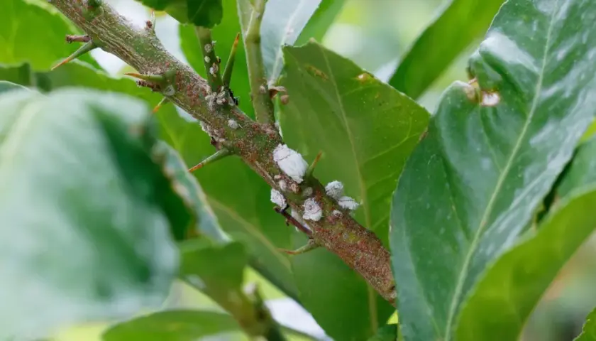 Ramo spinoso di una pianta infestato da cocciniglia cotonosa, con foglie verdi sullo sfondo.