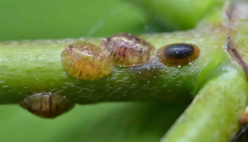 Plusieurs cochenilles à carapace, un fléau pour les plantes, sont visibles sur une tige verte. Un traitement naturel est souvent nécessaire pour s'en débarrasser.