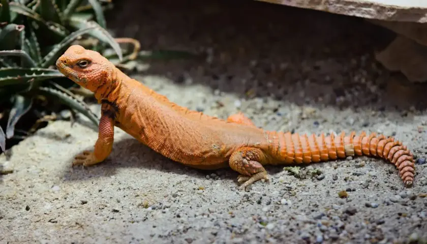 Un lagarto de cola espinosa naranja descansa sobre arena y grava, con plantas verdes al fondo.