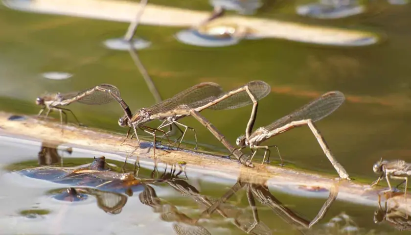 Drei Libellenlarven auf einem Ast im Wasser. Die Bestimmung der Libellenlarven ist faszinierend.