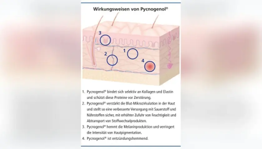 Schema zeigt Pycnogenol Wirkung bei Hautkrankheiten: schützt Kollagen, verbessert Mikrozirkulation, hemmt Pigmentierung, wirkt entzündungshemmend.