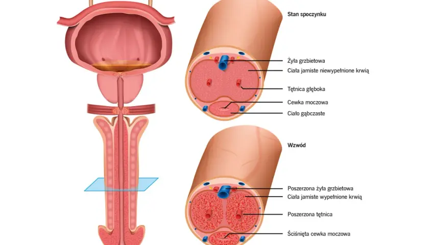 Ilustracja anatomiczna prącia w stanie spoczynku i wzwodu, z przekrojami poprzecznymi.