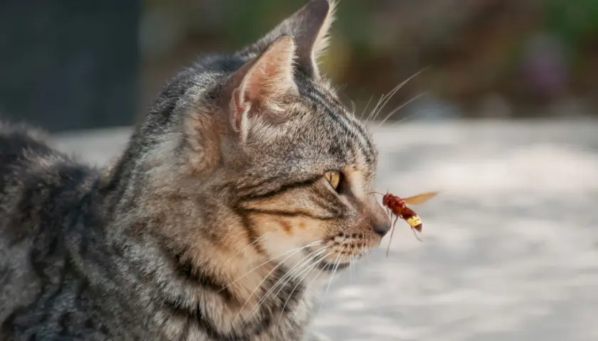 Eine Katze von Wespe gestochen, die sich der Nase nähert.