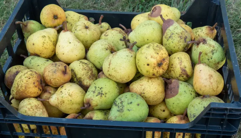 Schwarze Kiste voller reifer Birnen, bereit zum Lagern. Die Früchte sind gelb-grün mit braunen Sprenkeln.
